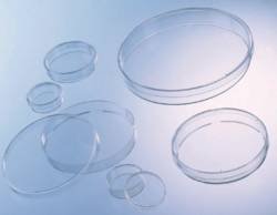 Picture of Petri dishes, PS