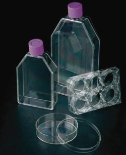 Immagine Flasks, TC Treated, Filter Vented Cap